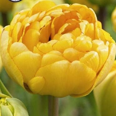 Tulpan Yellow Pomponette 7-pack